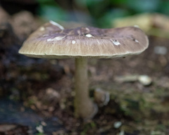 Pluteus