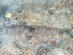Gobius niger
