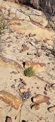 Crassula alpestris