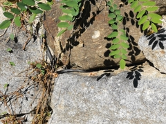 Hierophis viridiflavus carbonarius