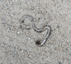 Xerotyphlops vermicularis