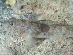 Gobius niger