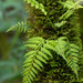 Eared Spleenwort - Photo (c) Rich Kostecke, some rights reserved (CC BY-NC), uploaded by Rich Kostecke