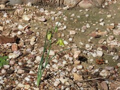 Albuca cooperi