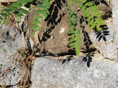 Hierophis viridiflavus carbonarius