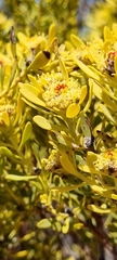 Leucadendron salignum