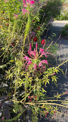 Cleome houtteana