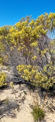 Leucadendron salignum