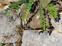 Hierophis viridiflavus carbonarius