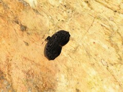 Cycloglypha stellita