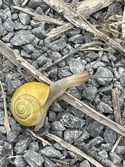 Cepaea