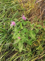 Centaurea phrygia pseudophrygia