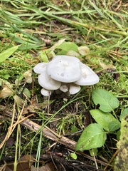 Leucocybe