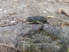 Triturus ivanbureschi