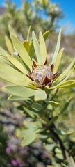 Leucadendron salignum
