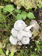 Leucocybe