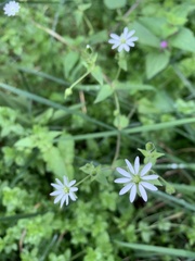 Stellaria