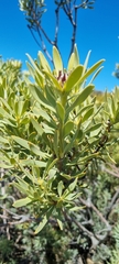 Leucadendron salignum