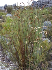 Elegia filacea