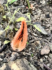 Pseudocolus fusiformis