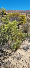 Leucadendron salignum