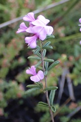 Indigofera concava