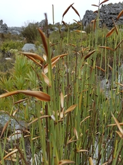 Elegia filacea