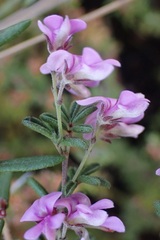 Indigofera concava