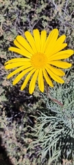 Euryops speciosissimus