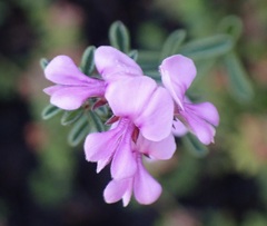 Indigofera concava