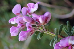 Indigofera concava