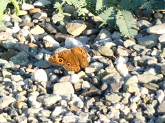 Junonia neildi
