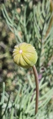 Euryops speciosissimus