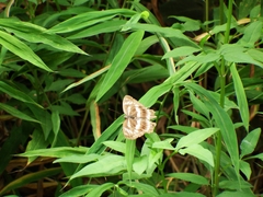 Limenitis sulpitia