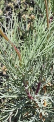 Euryops speciosissimus