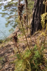 Pedicularis rubens