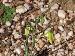 Albuca cooperi