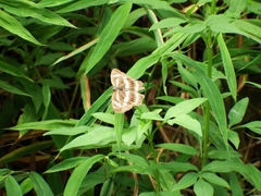 Limenitis sulpitia
