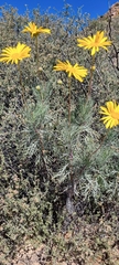 Euryops speciosissimus