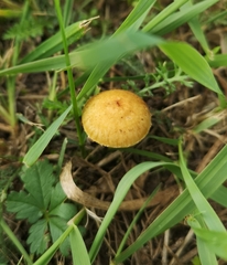 Agrocybe pediades