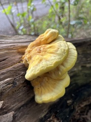 Laetiporus sulphureus