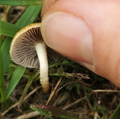 Agrocybe pediades