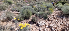 Euryops speciosissimus