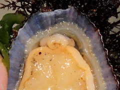 Patella ulyssiponensis