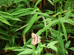 Limenitis sulpitia