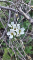 Cardamine tuberosa