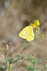 Colias erate