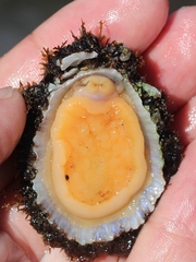 Patella ulyssiponensis