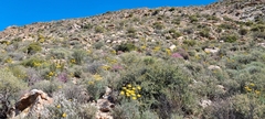 Euryops speciosissimus