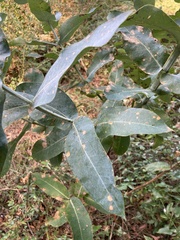 Eucalyptus globulus